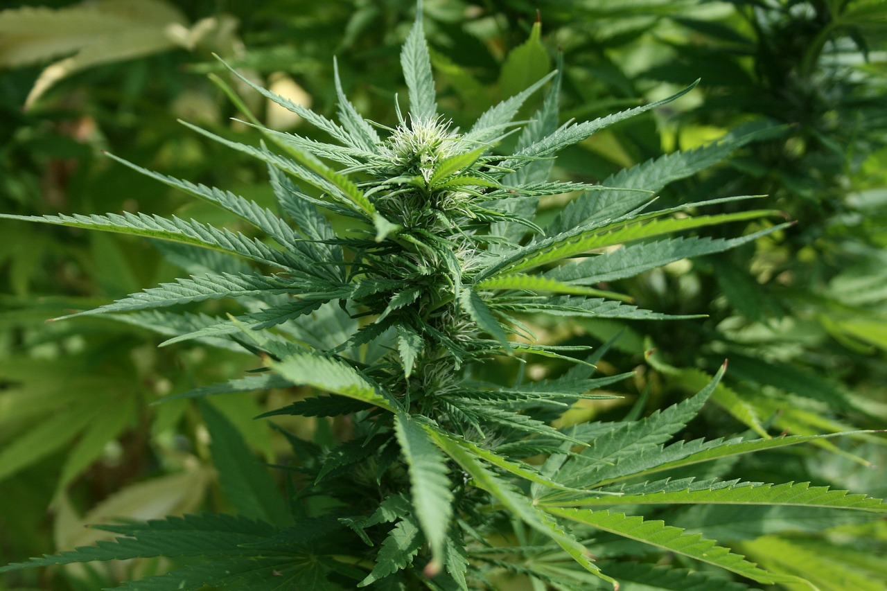online medical marijuana prescription Australia